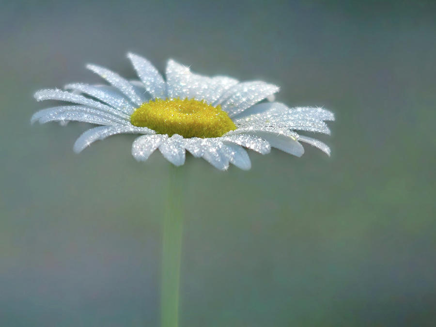 Flower Photograph - Daisy Daydreams by Lori Deiter