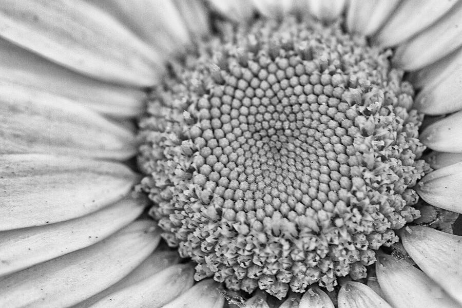 Daisy Detail in Black and White Photograph by Bob Decker