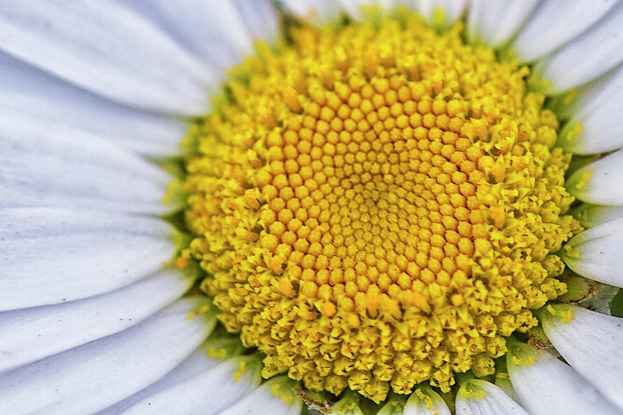 Daisy Detail in Color Photograph by Bob Decker