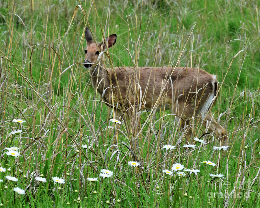 Daisy Doe Photograph by Kathy M Krause