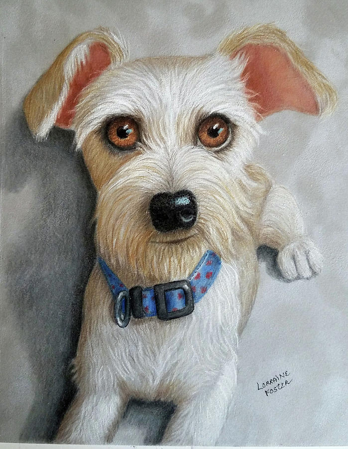 Daisy Dog Drawing by Lorraine Foster