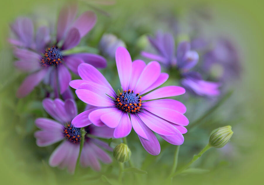 Flower Photograph - Daisy Dream by Jessica Jenney