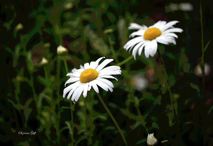 Daisy Duo in Watercolor Photograph by Suzanne Gaff