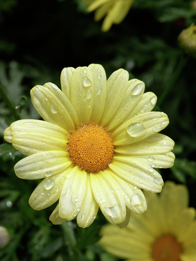Botanical Gardens - YellowDaisy Photograph by Kenneth Lane Smith