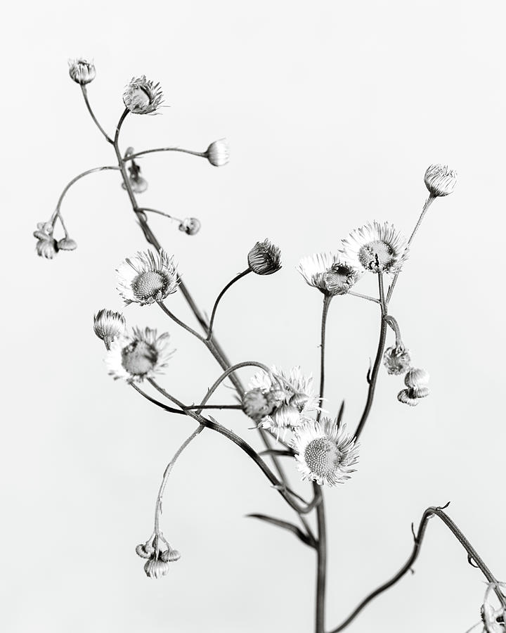 Daisy Fleabane In Black and White 221.2130 Photograph by M K Miller ...
