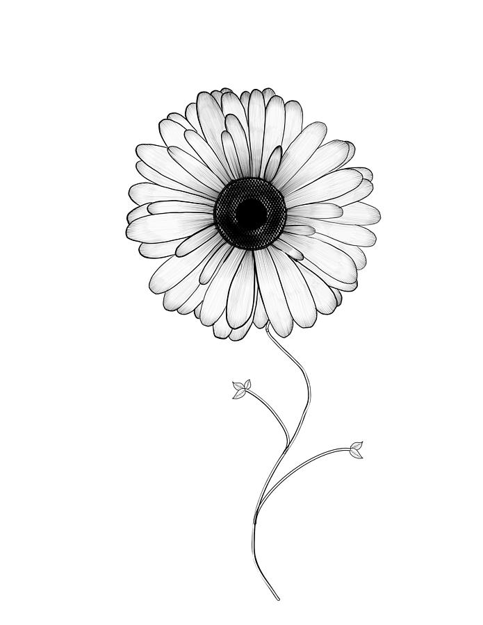 Aesthetic drawing flower sketch. AI | Premium Photo - rawpixel