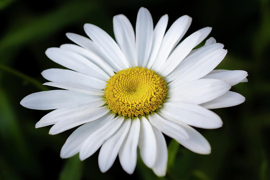 Daisy Flower Photograph by Gary Geddes
