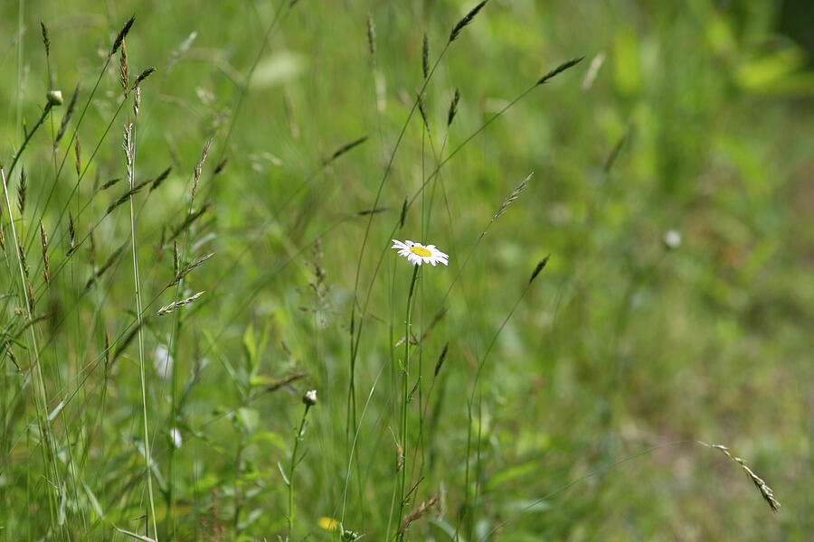 Daisy Flower in a Meadow Photograph by Amelia Pearn Daisy Flower in a Meadow Photograph by Amelia Pearn