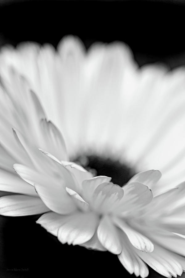 Daisy Flower Macro Black and White Photograph by Jennie Marie Schell