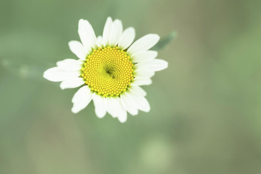 Daisy flower - top view with soft bokeh and copy space Photograph by Cristina Stefan