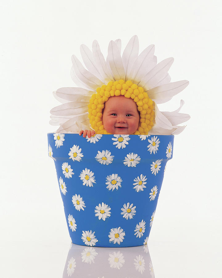 Daisy Photograph - Daisy Flowerpot by Anne Geddes
