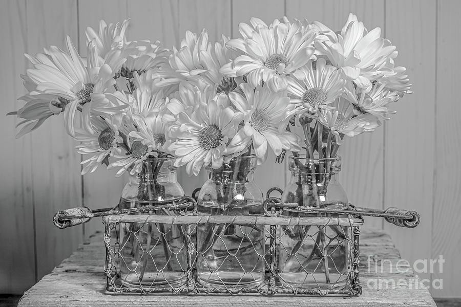 Daisy Photograph - Daisy Flowers Arrangement by Edward Fielding