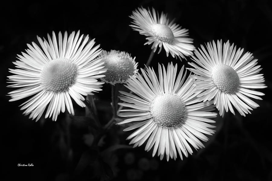 Daisy Flowers Black and White Photograph by Christina Rollo