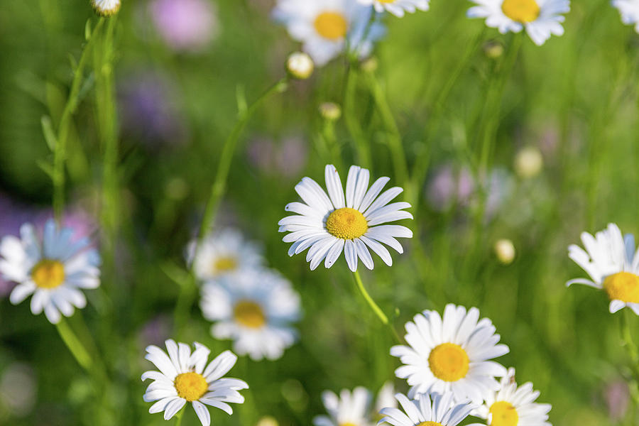 Daisy Flowers in a Field Photograph by Amelia Pearn