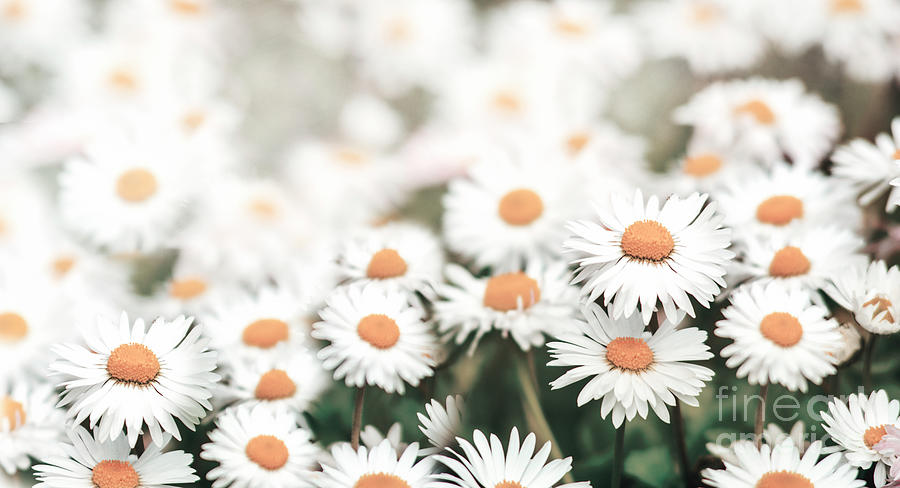 Daisy flowers in field Photograph by Jelena Jovanovic