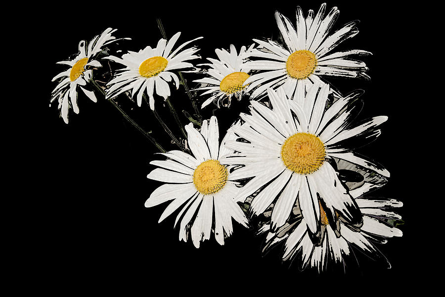 Daisy Flowers On A Black Background Photograph