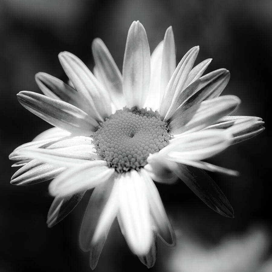 Daisy Glow Black And White Photograph by Tanya C Smith