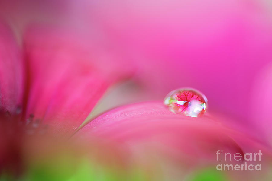 Daisy in a water drop Photograph by Delphimages Photo Creations