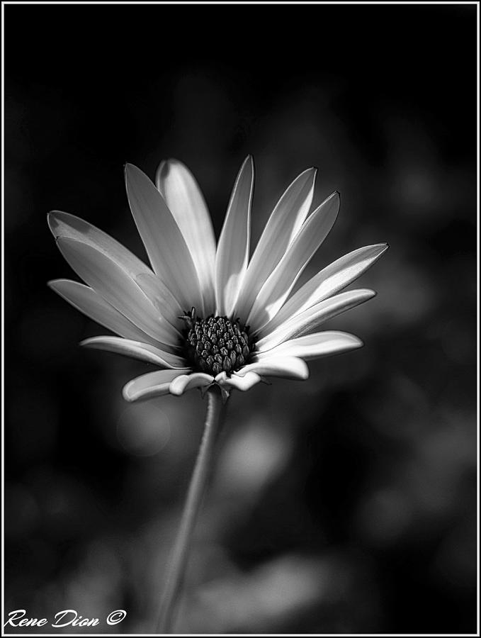 Daisy in Black and White Photograph by Rene Dion - Pixels