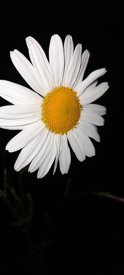 Daisy in the dark Photograph by Susan Baker