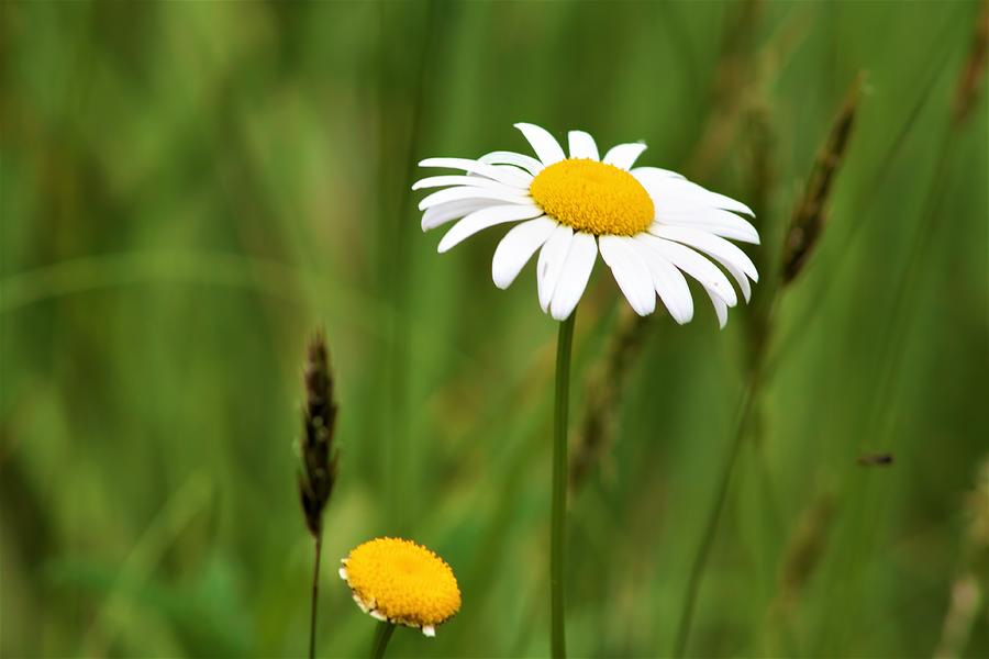 Daisy In The Field Photograph
