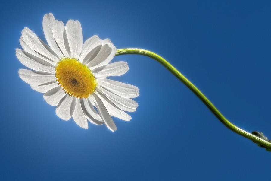 Daisy in the sky Photograph by Wolfgang Stocker