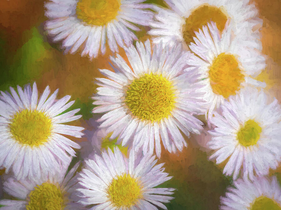 Daisy Love Photograph by Dodie Ross Daisy Love Photograph by Dodie Ross