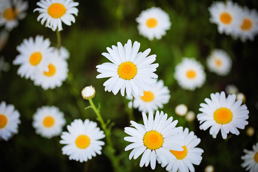 Daisy love Photograph by Nicole Engstrom