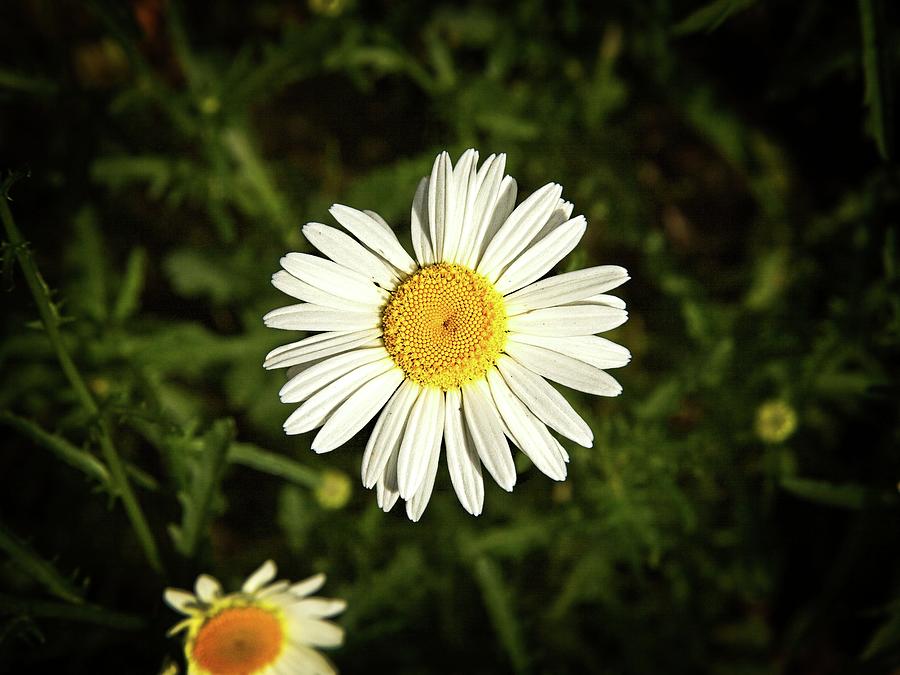 Daisy Photograph - Daisy by Matthew Adelman Daisy Photograph - Daisy by Matthew Adelman