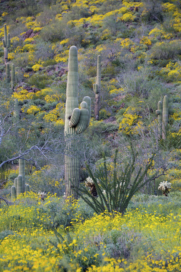 Daisy Mountain Photograph by Sisu Photography - Fine Art America