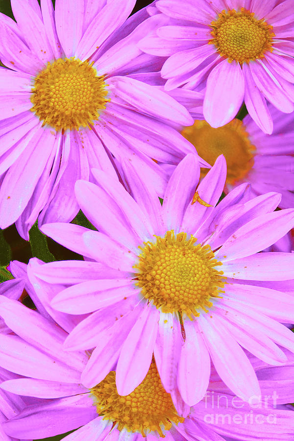 Daisy Mums Pretty In Pink Photograph By Regina Geoghan Fine Art America