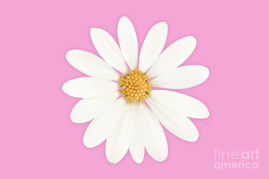Daisy on pink Photograph by Delphimages Photo Creations