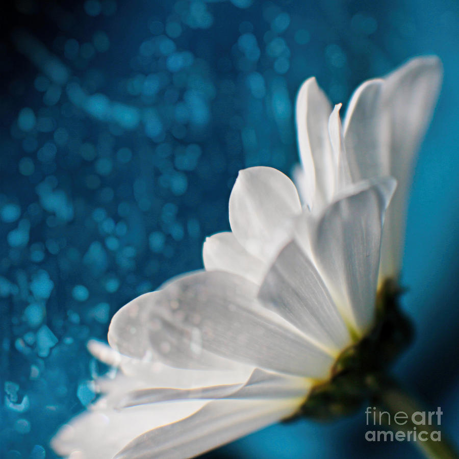 Daisy on Sparkling Blue Background Photograph by Ella Kaye Dickey