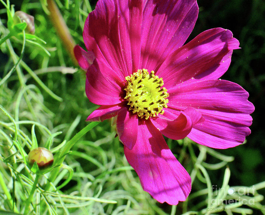 Daisy Pink And Yellow Photograph