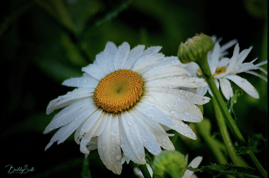 Daisy rain Photograph by Buddy Scott