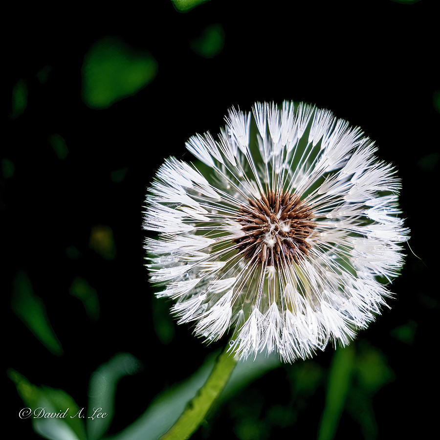 Dandelion Seeds Photograph by David Lee