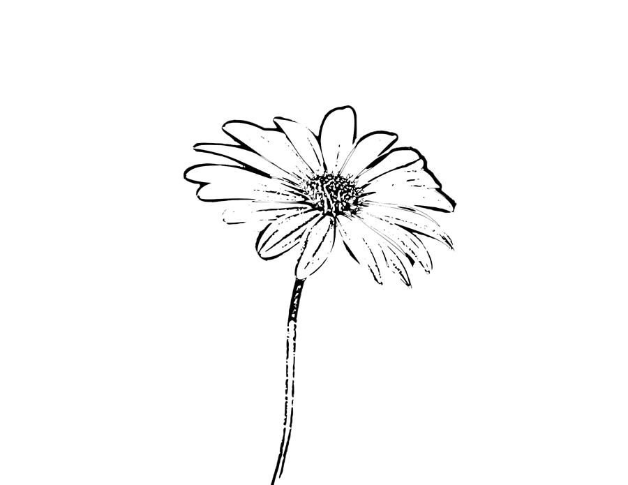 black and white daisy outline