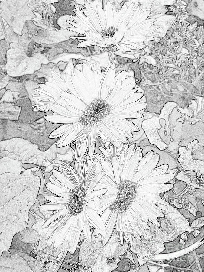 Daisy Sketch Photograph by Nina Prommer