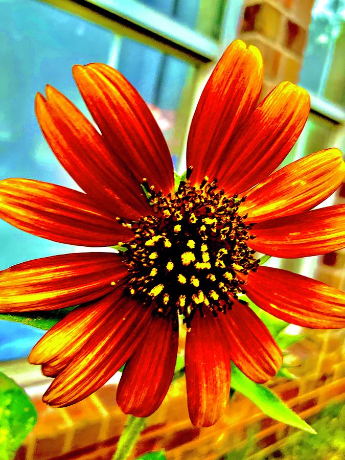Daisy the Sunflower Photograph by Toni Hopper