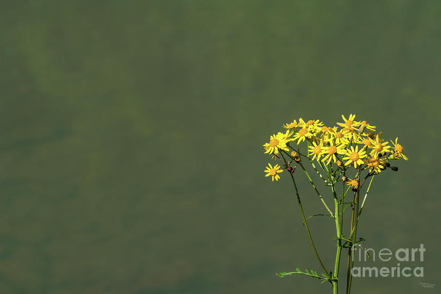Daisy Wildflowers And Creek Water Photograph by Jennifer White