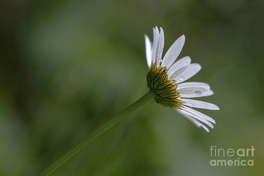 Daisy with Drops Photograph by Diane Diederich