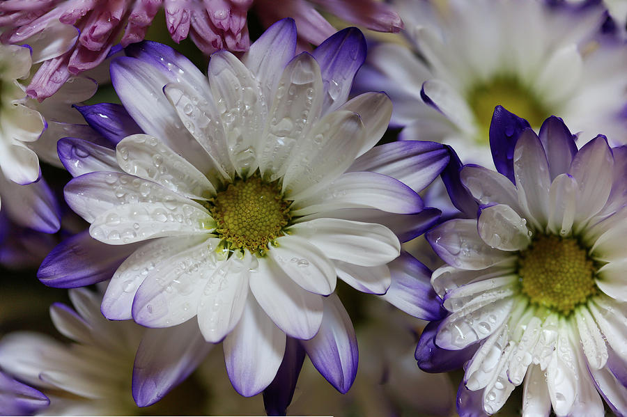 Daisy with purple-white petals Photograph by Aashish Vaidya