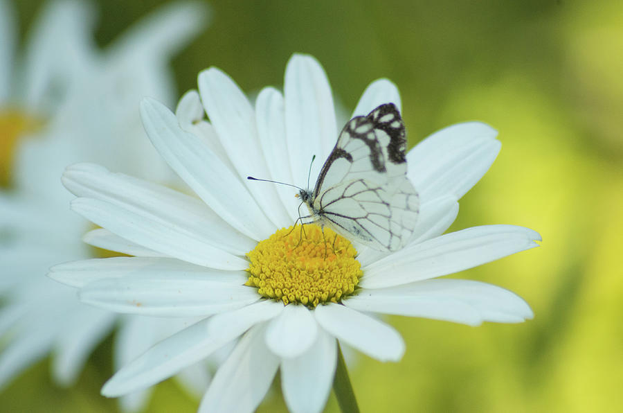 Pine White Butterfly on Shasta Daisy Photograph by Marilyn Wilson