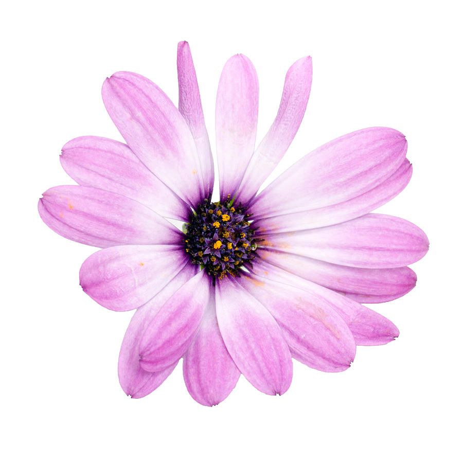 Daisybush Osteospermum barberiae flowerhead - transparent Photograph by Viktor Wallon-Hars Daisybush Osteospermum barberiae flowerhead - transparent Photograph by Viktor Wallon-Hars