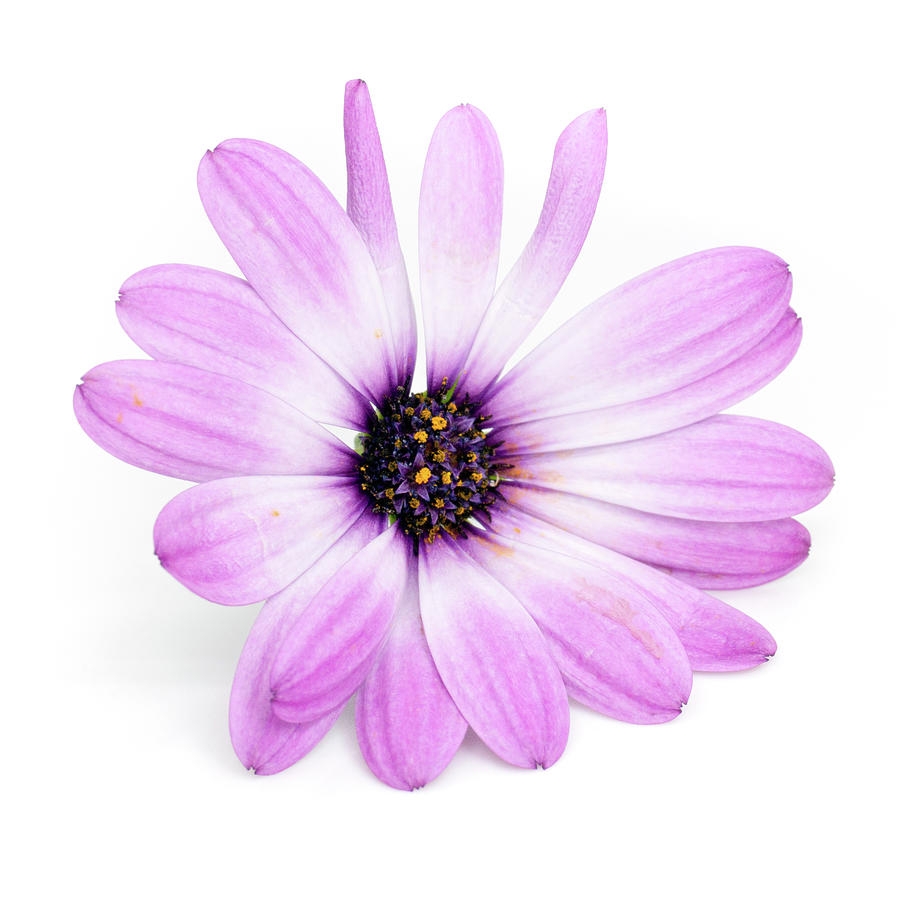 Daisybush Osteospermum barberiae flowerhead Photograph by Viktor Wallon-Hars Daisybush Osteospermum barberiae flowerhead Photograph by Viktor Wallon-Hars
