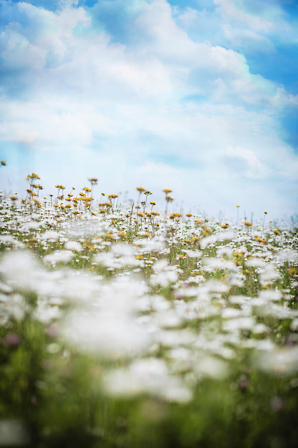 Daisys for Miles Photograph by Nicole Engstrom