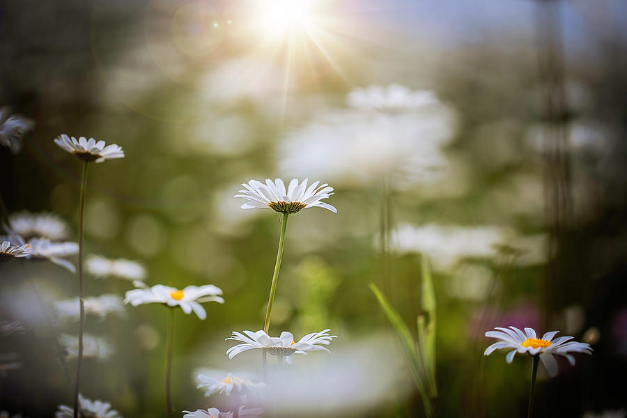 Daisys in the Spring Photograph by Nicole Engstrom