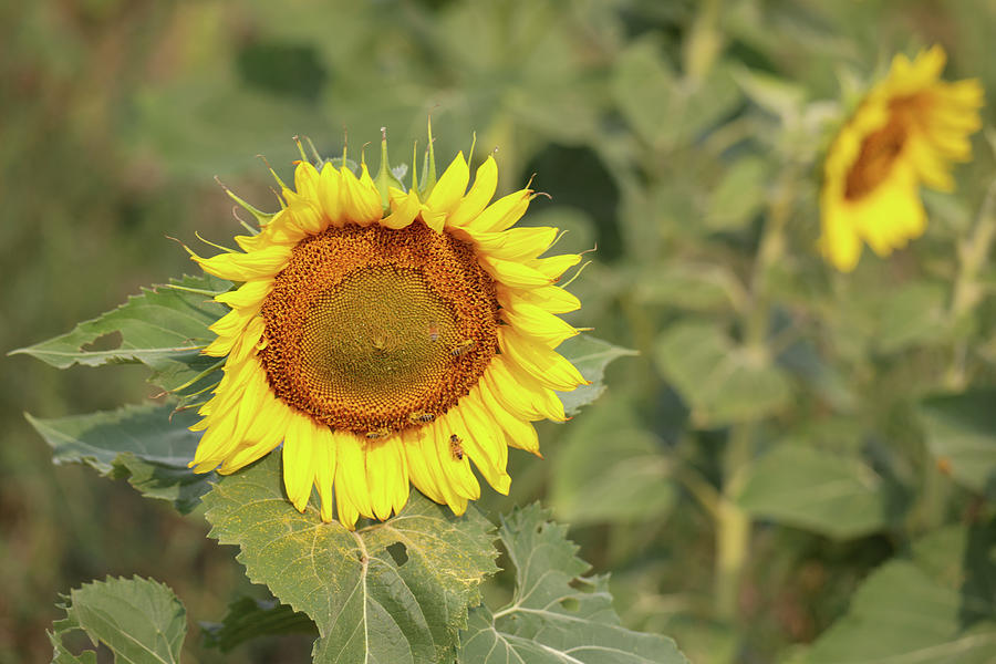 Dakota Sunflower Photograph