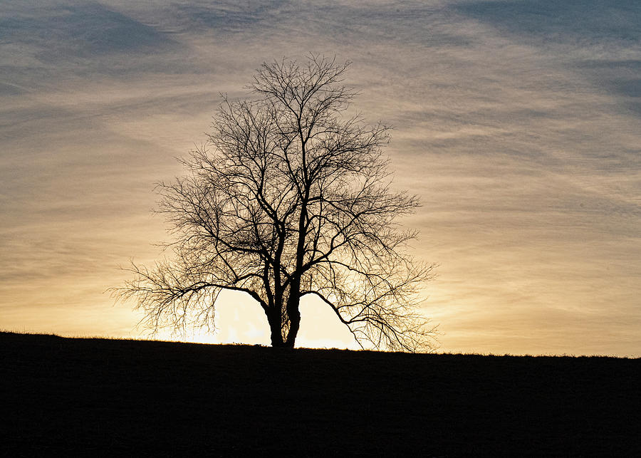 Dales Sunset Tree Photograph by Daniel Hebard