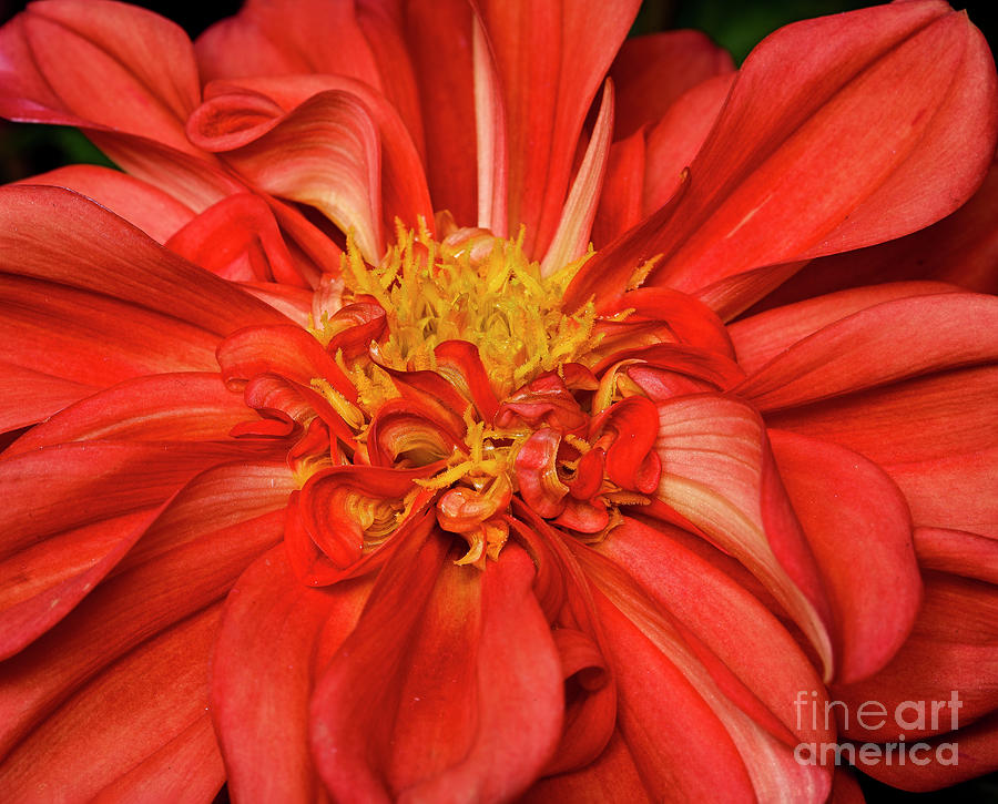 Red Dahlia- Dalia Rossa Photograph by Loredana Gallo Migliorini | Fine ...